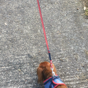 並んで歩く姿は一瞬の画像