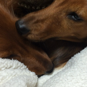 お目目ペロペロの画像