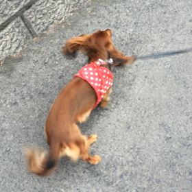 ココアの大好きなポッキーちゃんの画像