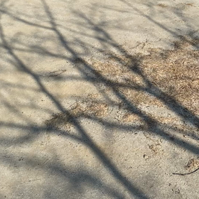 元気に走りまわりましたの画像