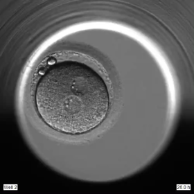 第38回日本受精着床学会に参加しました（ワークショップ）の画像