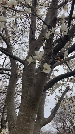 spring is comingの記事動画