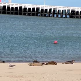 海辺にの画像