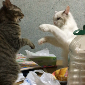 やんのかコラっ！！の画像