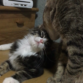 仲良しこよしの画像