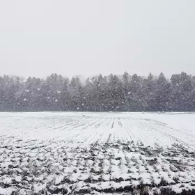 雪の画像