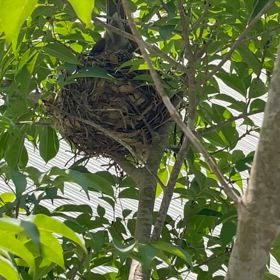小さな鳴き声の画像