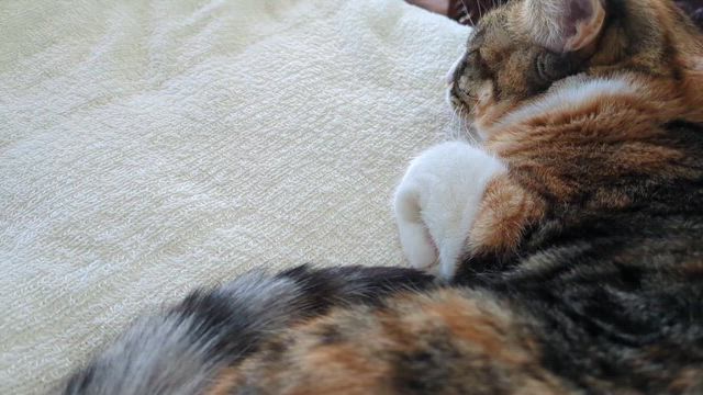 １月３１日（土）の記事動画