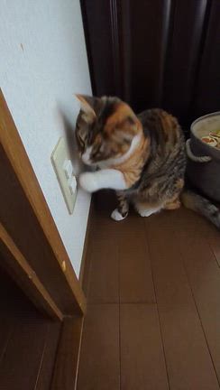 １月１７日（土）の記事動画