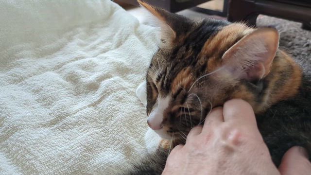 ３月３０日（月）の記事動画