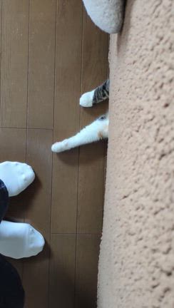 ４月１０日（金）の記事動画