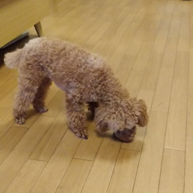 犬のクチャクチャは好き❤️の画像
