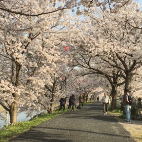 桜の画像