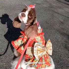 ぶさ可愛いあづきちゃんの画像