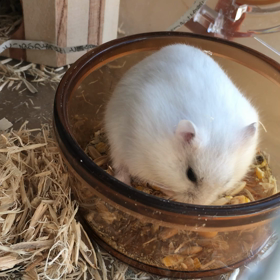 家族が増えました^ ^の画像