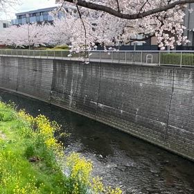 8分咲きでの画像