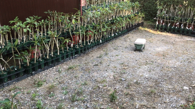 MY PLUMERIA GARDEN TODAY 〜本日のプルメリアガーデン〜の記事動画