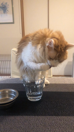 ミネラルウォーターはお気に入り？の記事動画