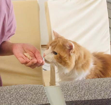 猫ののんちゃんと週末の茶々丸の様子の記事動画