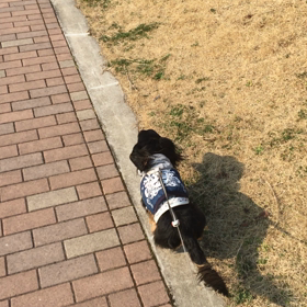 レア ダッシュ！！の画像