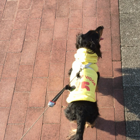 散歩でなく、散走。の画像