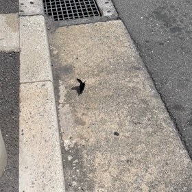 黒い蝶々の画像