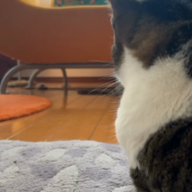 困った時の猫頼みの画像