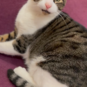 飼い主は見たの画像