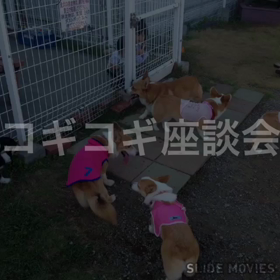 コギコギ座談会の画像