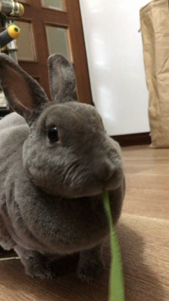今週デビューの仔うさぎちゃんと今週の生牧草の記事動画