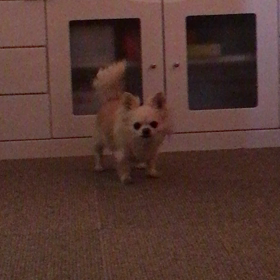 卑しい奴だが癒し^ ^の画像