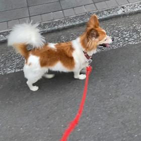 懐かしいの画像