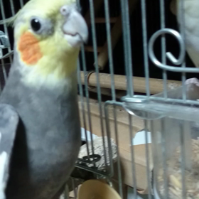 オカメインコ歌 2の画像