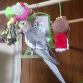 オカメインコ動画。チョコの歌メドレー♪の画像