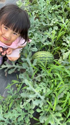 夏野菜収穫終わりに近いの記事動画