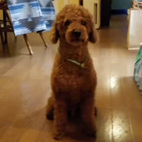 ロビン8歳にの画像