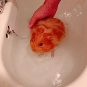 お風呂好きとお風呂嫌いの画像