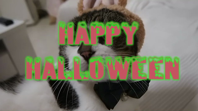 ハロウィンということで！の記事動画