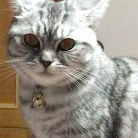 まだまだだにゃ〜〜  今日はみかんの日の画像
