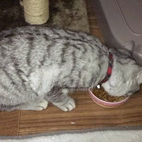 今日はバナナの日の画像