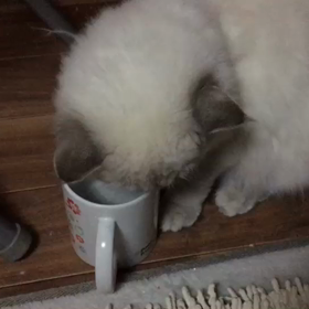 今日はよいお肌の日の  画像