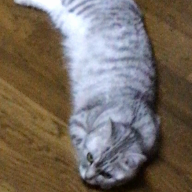 2017/07/11って何の日〜 真珠の日〜の画像