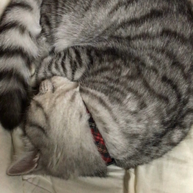 今日はレモンの日の画像