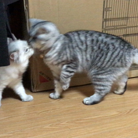 今日はキスの日の画像