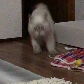 今日はいいいろ塗装の日の画像