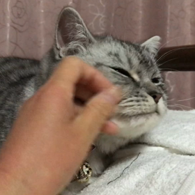 今日は七五三の日の画像