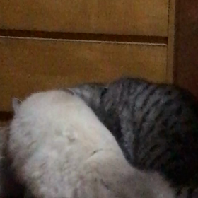 今日はいい音の日の画像