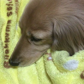 成人の日の画像