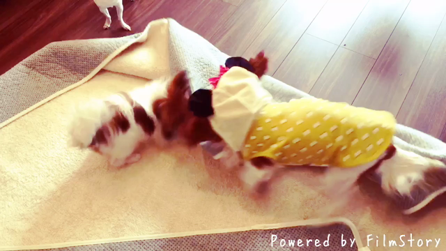 ジューク☆こんなことやっちゃうよ！の記事動画