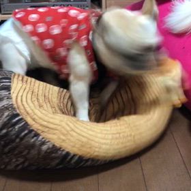 新しいおもちゃの画像